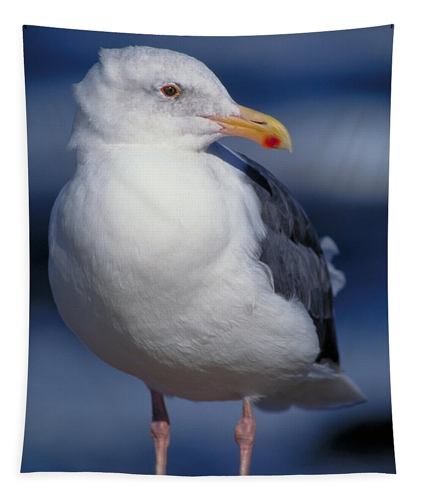Vertical Tapestry featuring the photograph Western Gull Larus Occidentalis by Gregory G. Dimijian