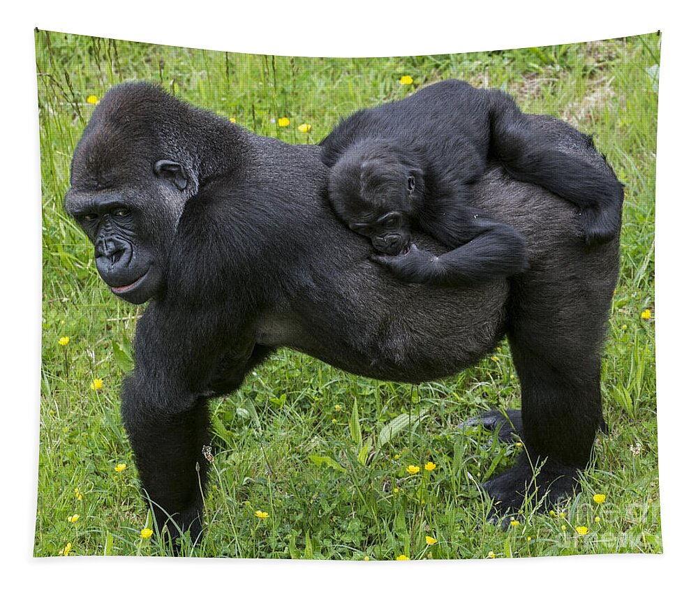 Western Lowland Gorilla Tapestry featuring the photograph Western lowland gorilla 2 by Arterra Picture Library