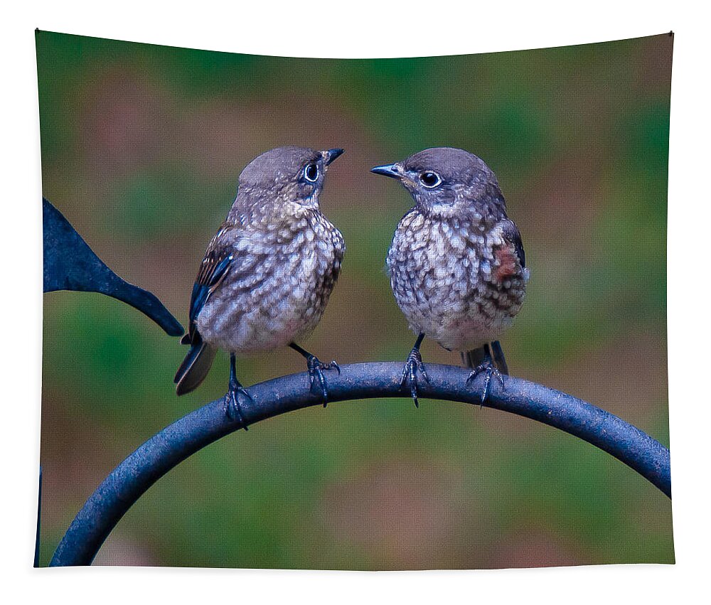 Bluebird Tapestry featuring the photograph When's Dad Coming Back? by Robert L Jackson