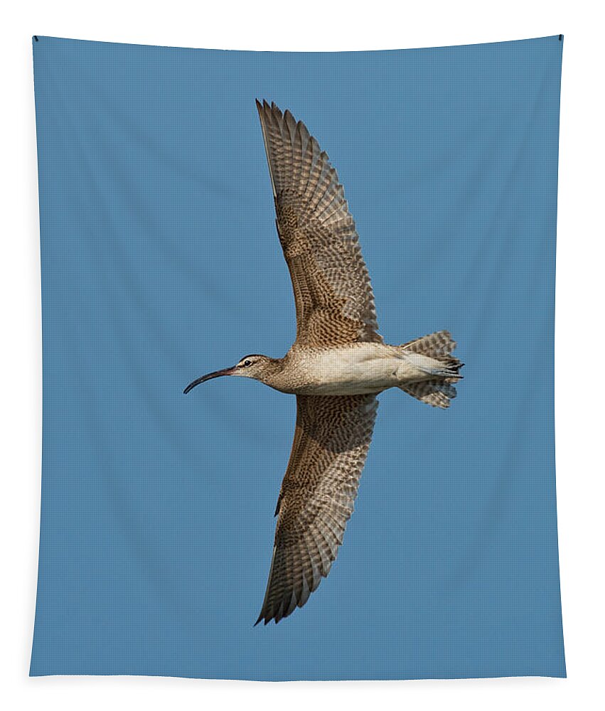 Fauna Tapestry featuring the photograph Whimbrel In Flight by Anthony Mercieca