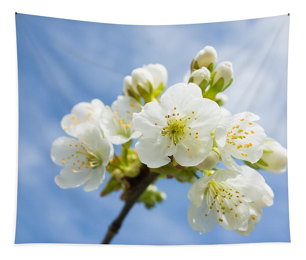 Blossom Tapestry featuring the photograph White apple blossom blue sky by Matthias Hauser