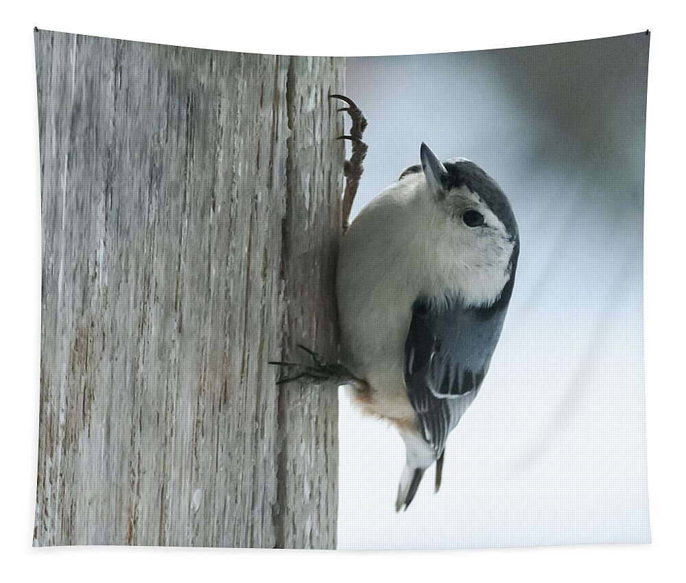 Bird Tapestry featuring the photograph White-Breasted Nuthatch by Holden The Moment