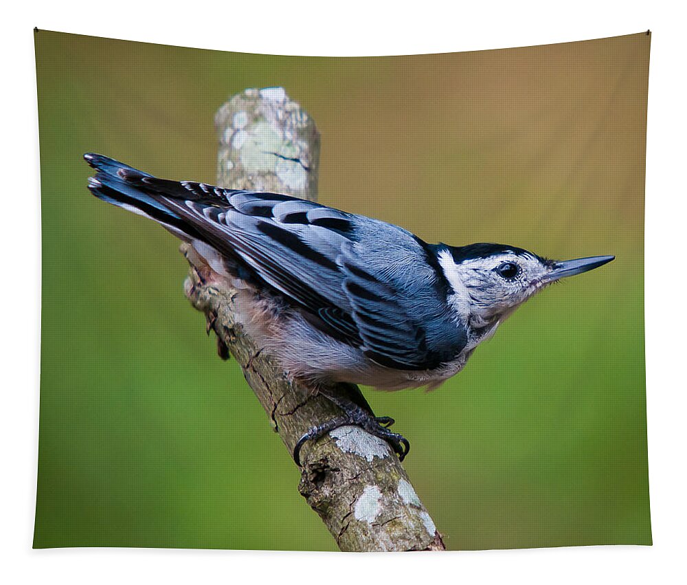 White-breasted Nuthatch Tapestry featuring the photograph White-Breasted Nuthatch by Robert L Jackson