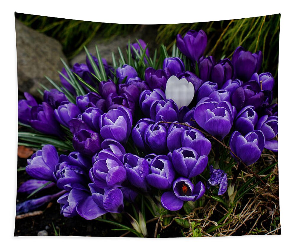 Wall Art Tapestry featuring the photograph White Crocus on a field of purple by Ron Roberts