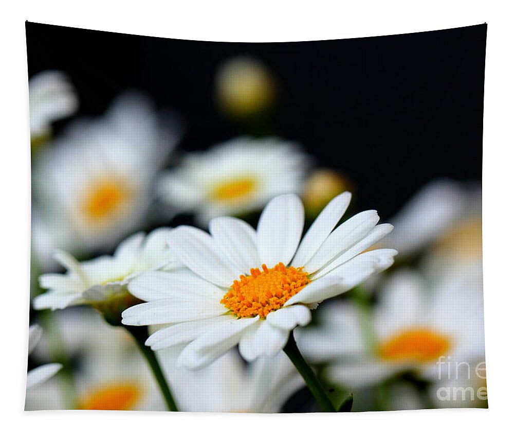 White Tapestry featuring the photograph White Daisies 2 by Amanda Mohler