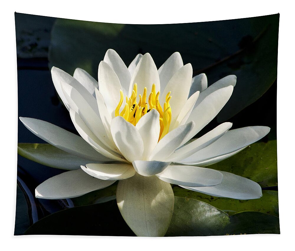 Water Lily Tapestry featuring the photograph White Water Lily by Christina Rollo