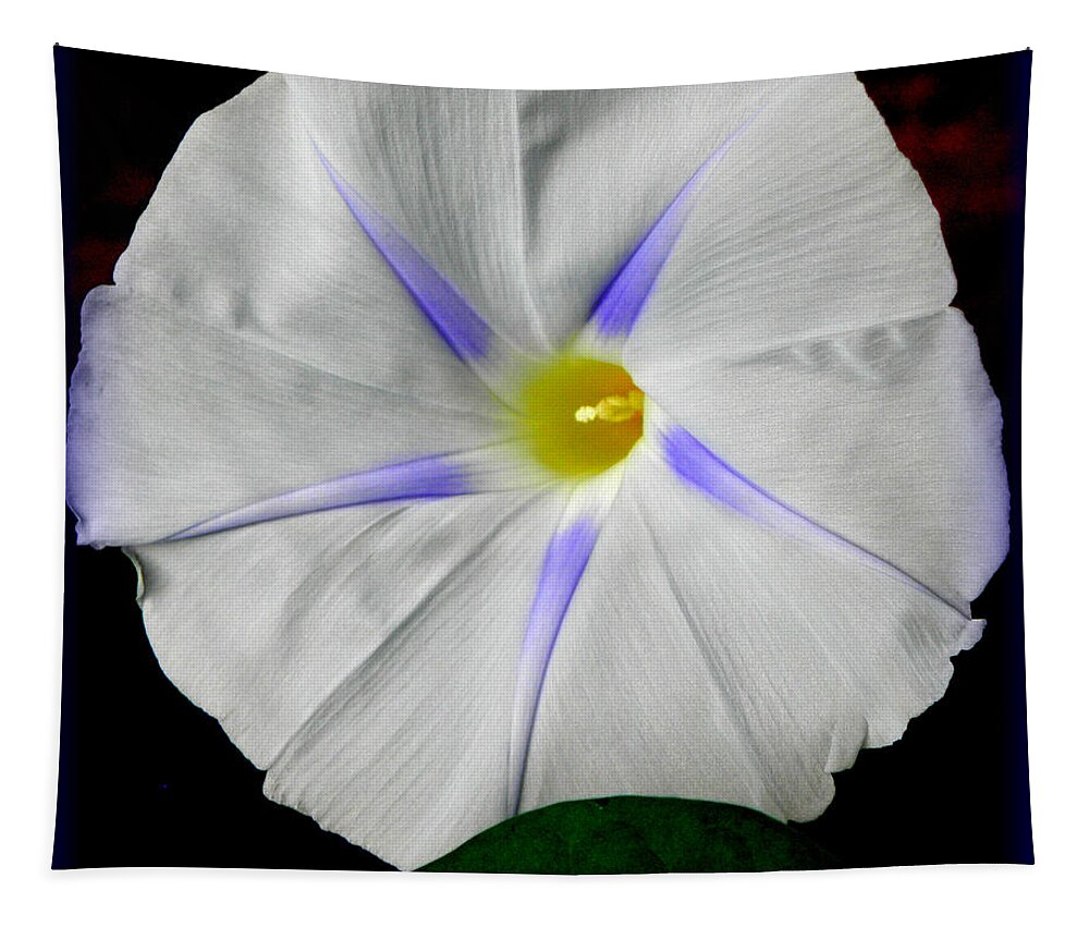 Morning Glory Tapestry featuring the photograph White Morning by Kim Galluzzo