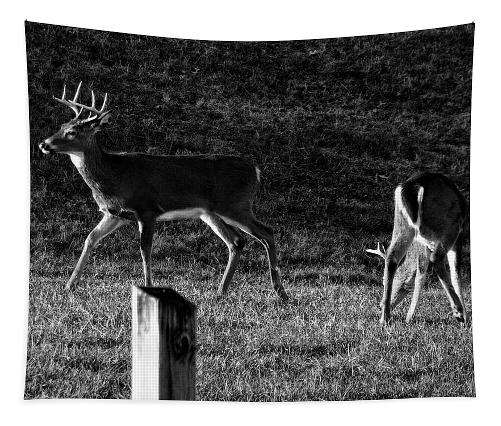 White Tailed Deer Tapestry featuring the photograph White tailed Deer by Flees Photos