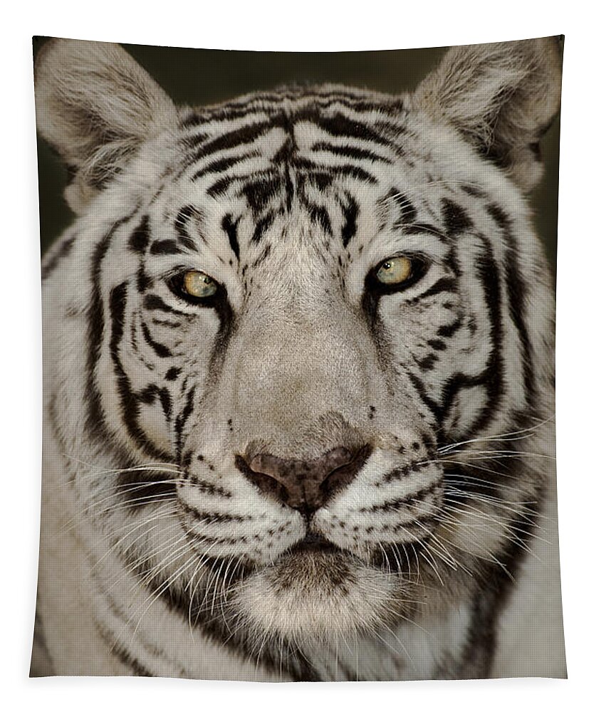 White Tiger Tapestry featuring the photograph White Tiger Portrait Wildlife Rescue by Dave Welling