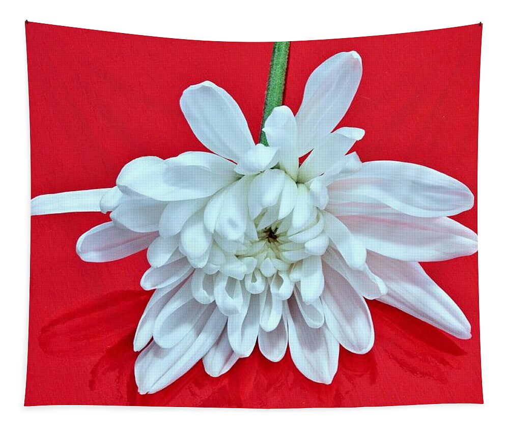 Flower Tapestry featuring the photograph White Flower on Bright Red Background by Phyllis Meinke