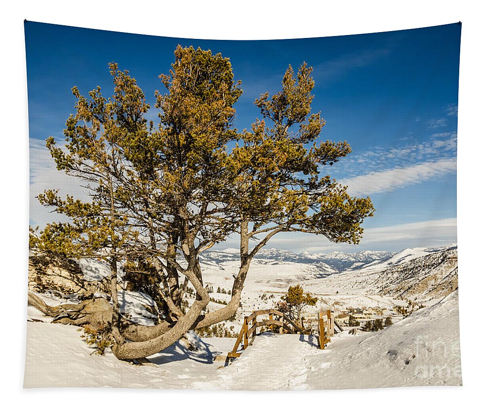 National Park Tapestry featuring the photograph Whitebark Pine Pinus albicaulis by Sue Smith