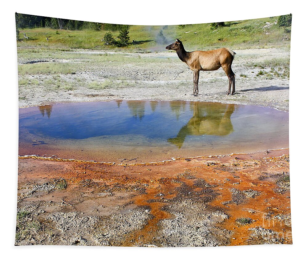 Animal Tapestry featuring the photograph Wild and Free in Yellowstone by Teresa Zieba