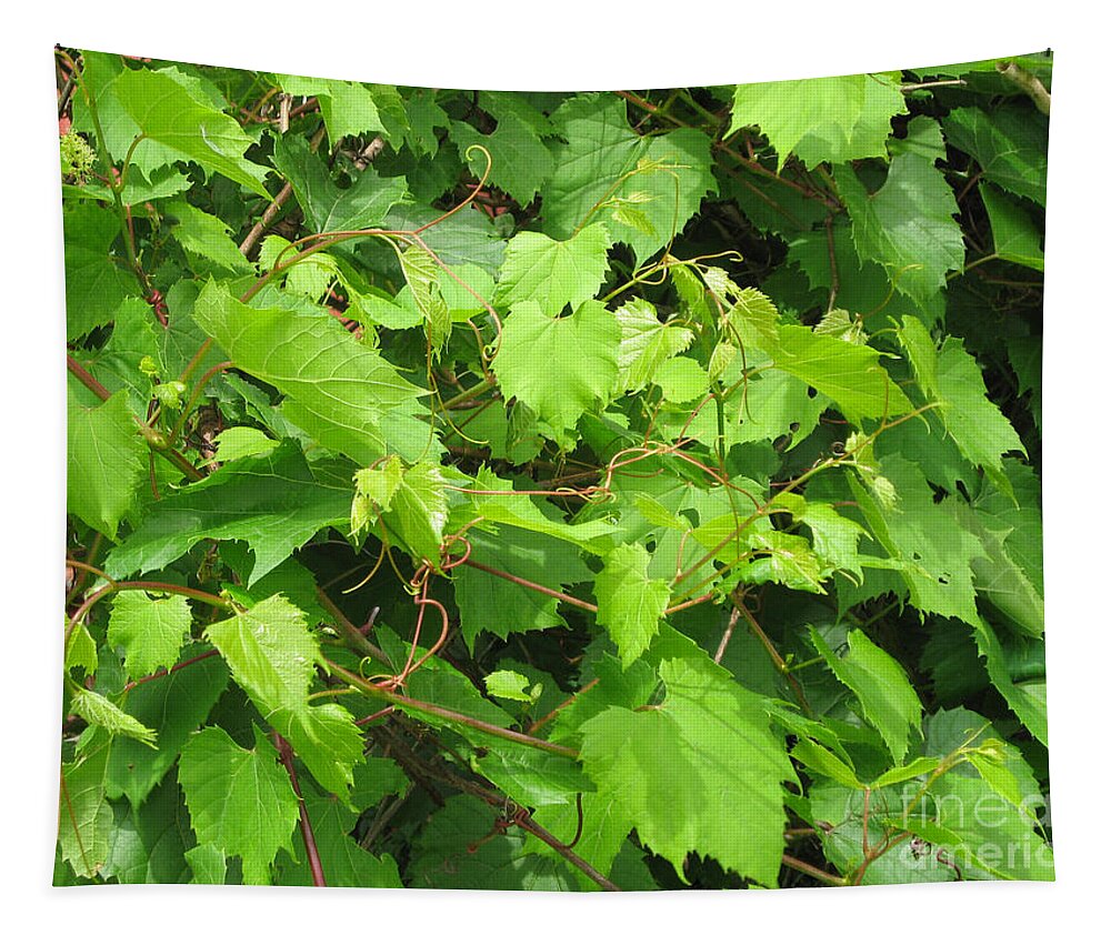 Grapevine Tapestry featuring the photograph Wild Grapevine by Conni Schaftenaar