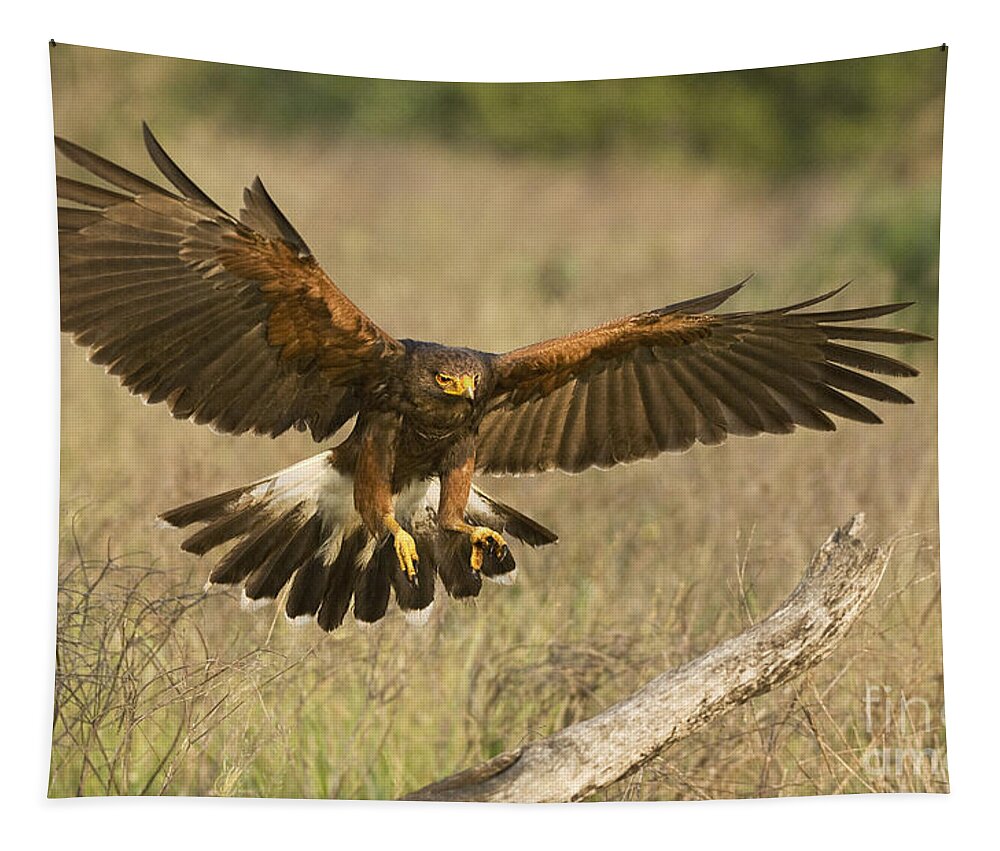 Harris Hawk Tapestry featuring the photograph Wild Harris Hawk Landing by Dave Welling