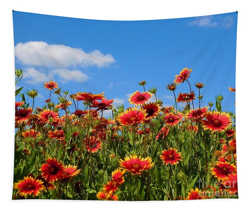 Wild Flower Tapestry featuring the photograph Wild Red Daisies #7 by Robert ONeil