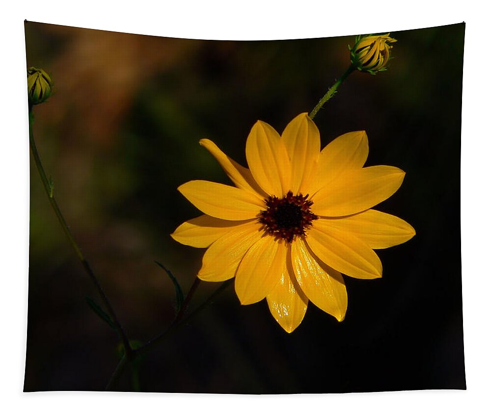Flower Tapestry featuring the photograph Wild Sunflower by Rosalie Scanlon
