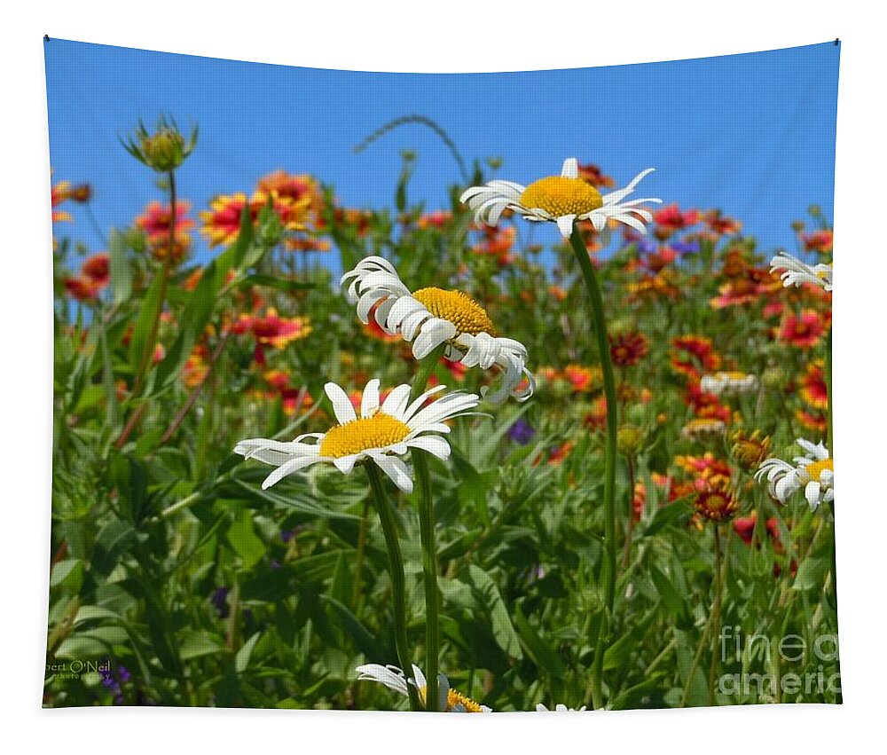 Wild Flower Tapestry featuring the photograph Wild White Daisies #1 by Robert ONeil