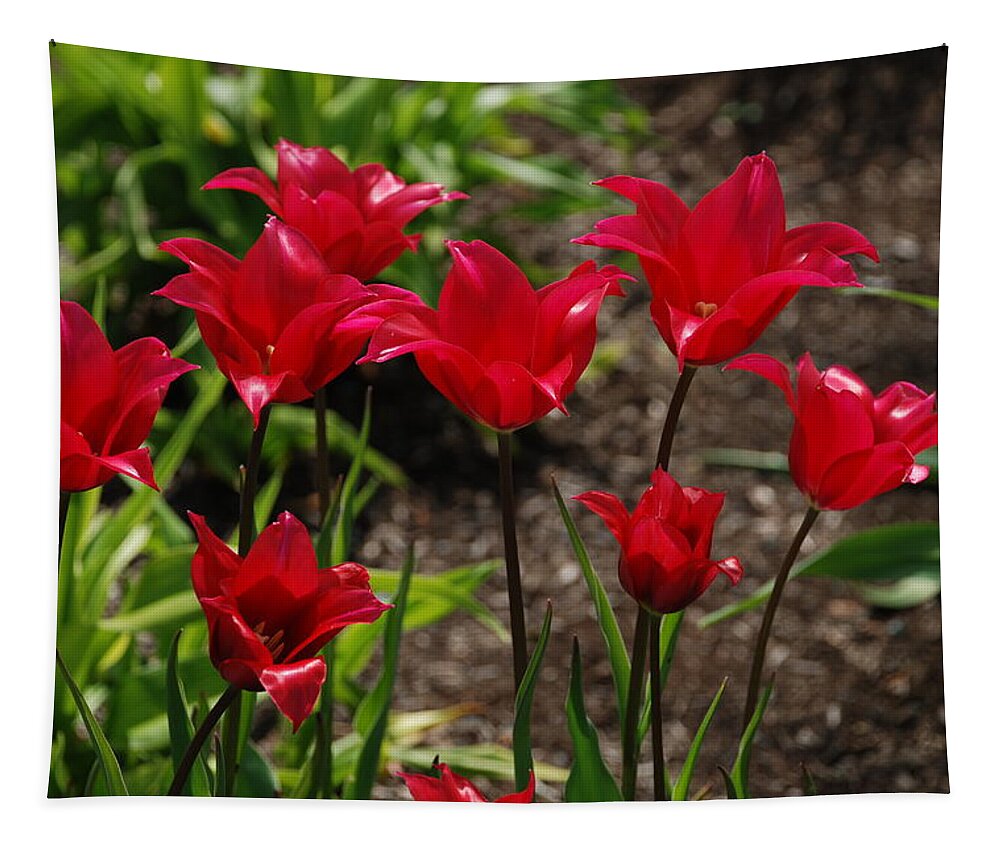 Red Tapestry featuring the photograph Willa's Red by Kathy Paynter