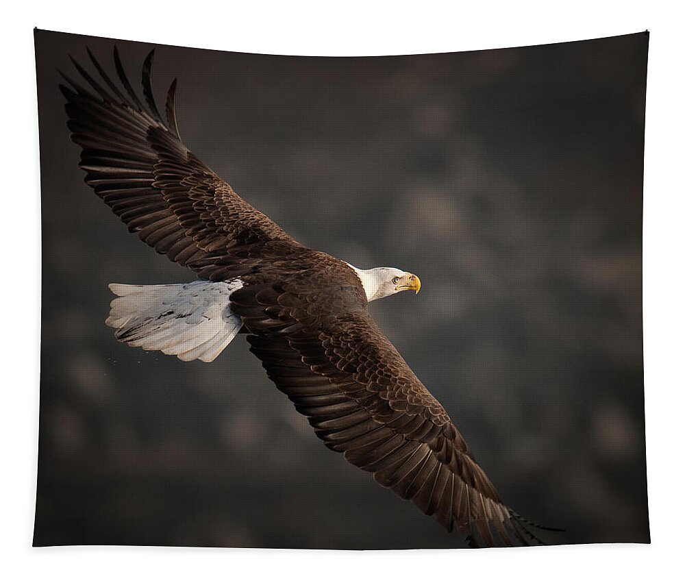 Bald Eagle Tapestry featuring the photograph Wind Walker by Craig Leaper
