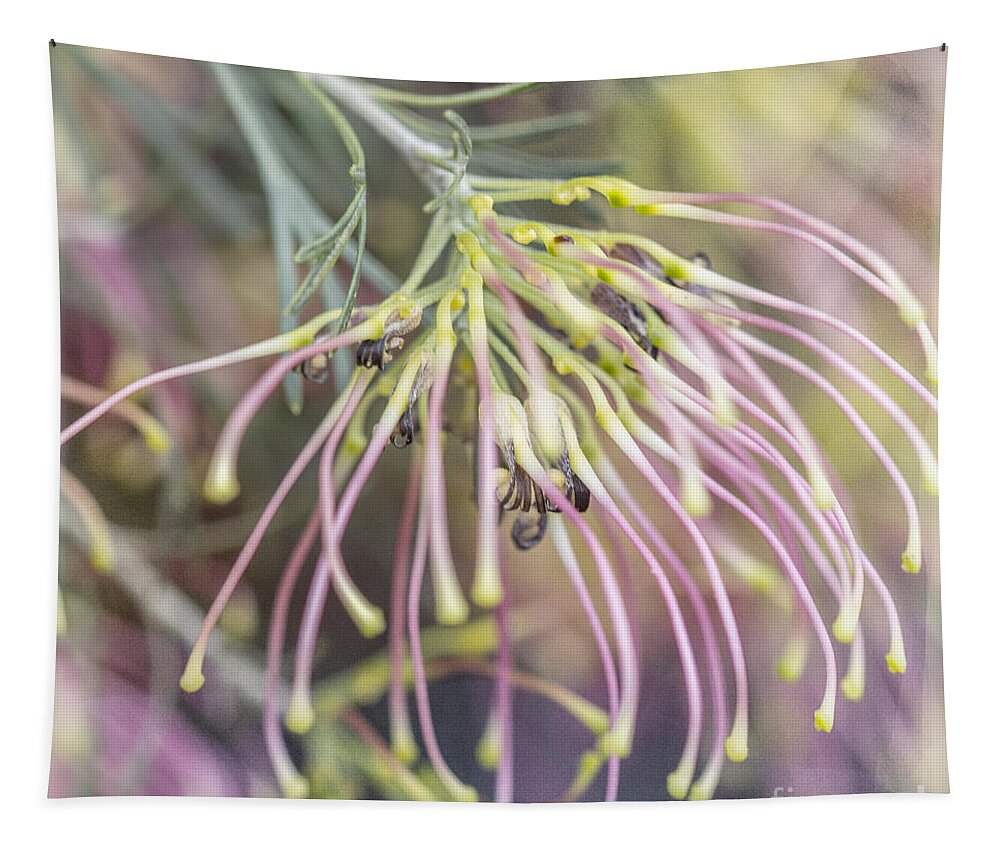 Grevillea Tapestry featuring the photograph Winparra Gem by Linda Lees