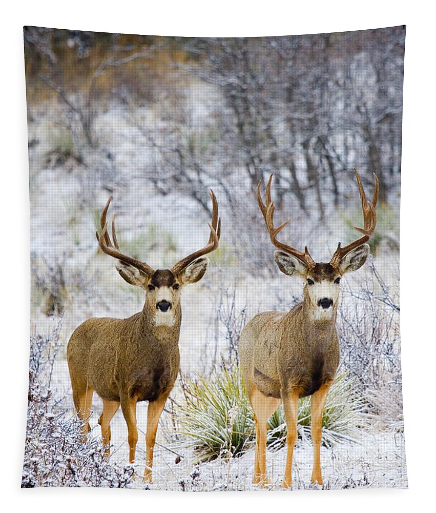 Deer Tapestry featuring the photograph Winter Bucks by Steven Krull