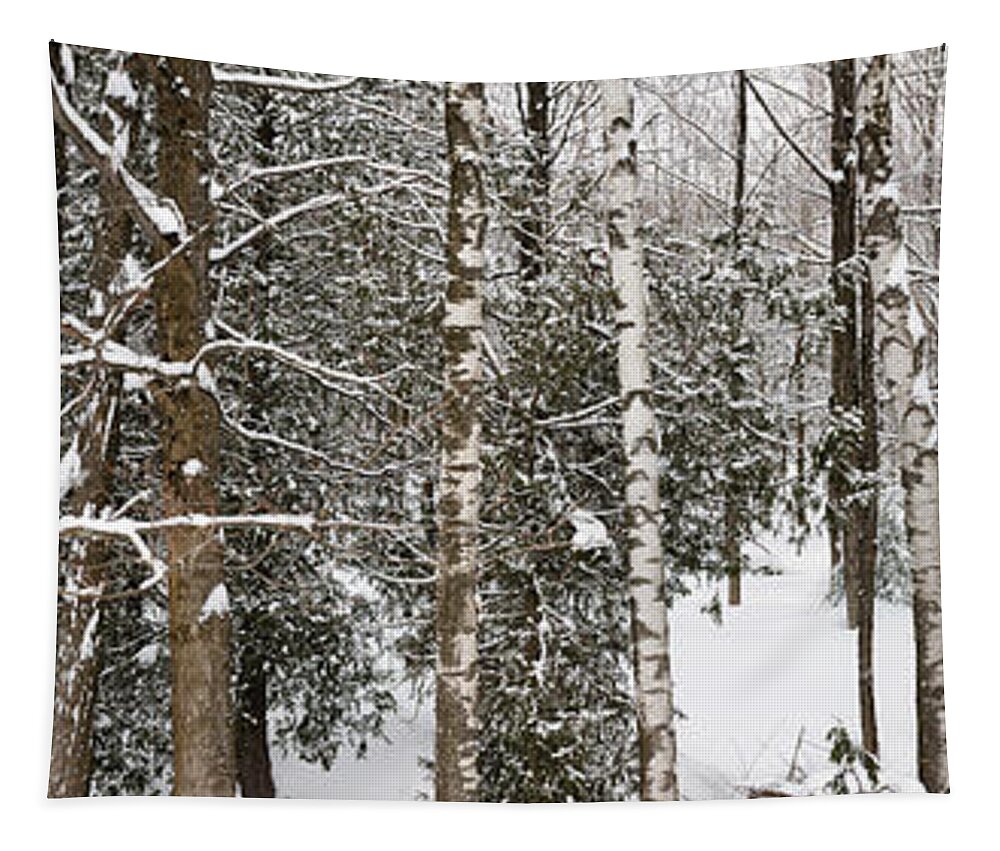 Forest Tapestry featuring the photograph Winter forest landscape panorama by Elena Elisseeva