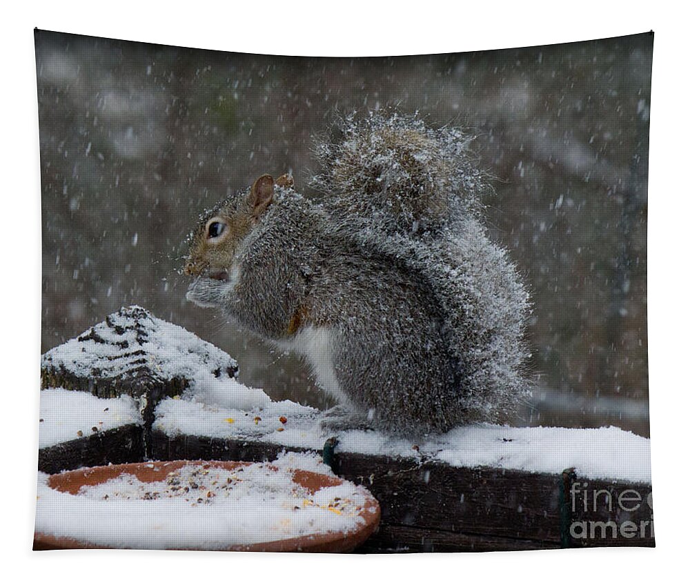 Sandra Clark Tapestry featuring the photograph Winter Squirrel 3 by Sandra Clark