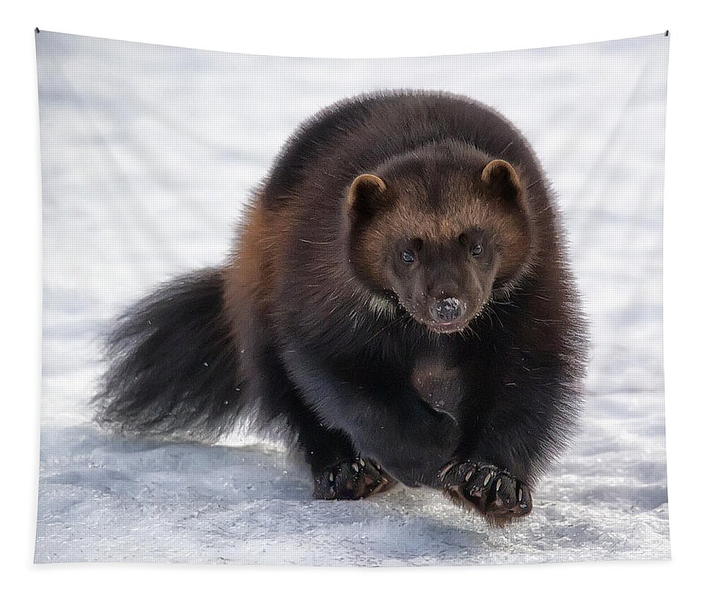 Wolverine Tapestry featuring the photograph Wolverine on Snow #2 by Wade Aiken