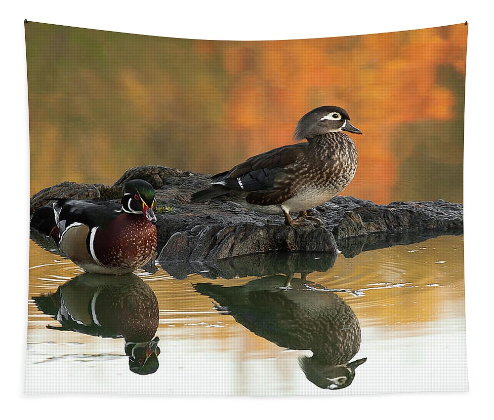 Birds Tapestry featuring the photograph Wood Ducks by Dale Kincaid