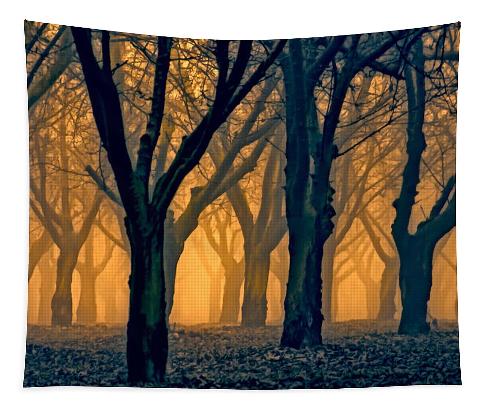 Pasture Tapestry featuring the photograph Woods Aglow by Don Schwartz