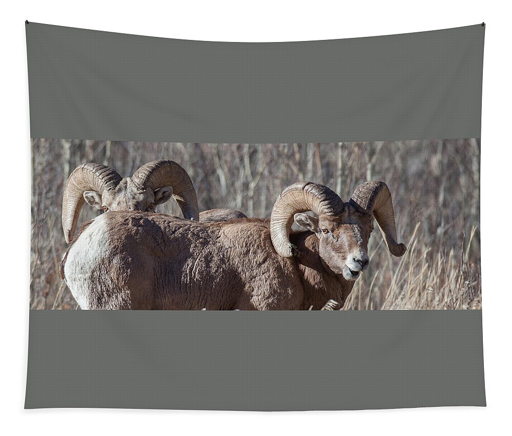 Big Horn Sheep Tapestry featuring the photograph Working Together by Kevin Dietrich