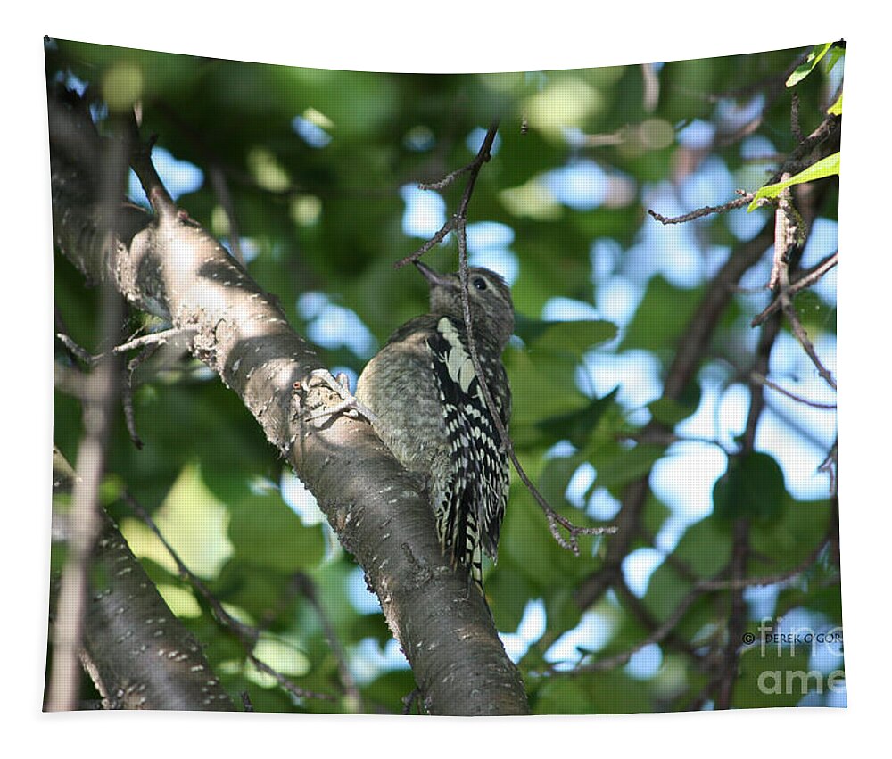 Woodpecker Tapestry featuring the photograph Worn Out Woodpecker by Derek O'Gorman