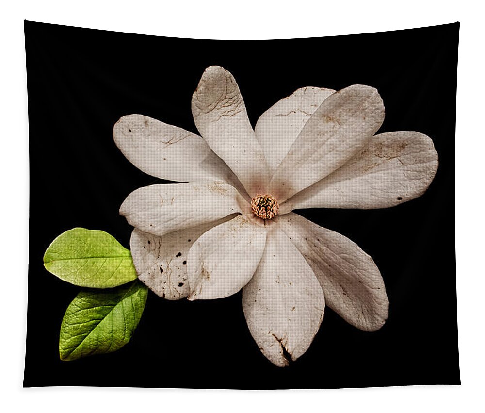 Wounded White Magnolia Tapestry featuring the photograph Wounded White Magnolia Wide Version by Weston Westmoreland