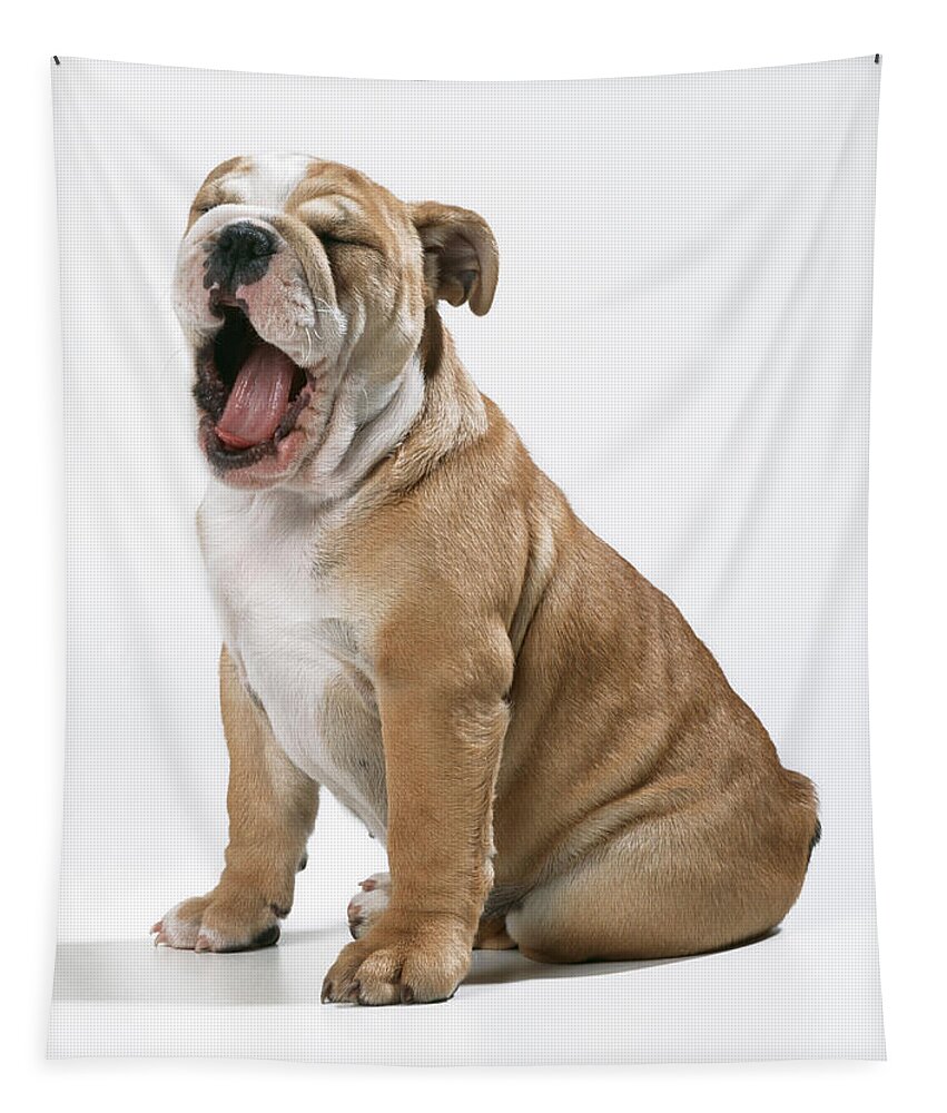 Dog Tapestry featuring the photograph Yawning Bulldog Puppy by John Daniels