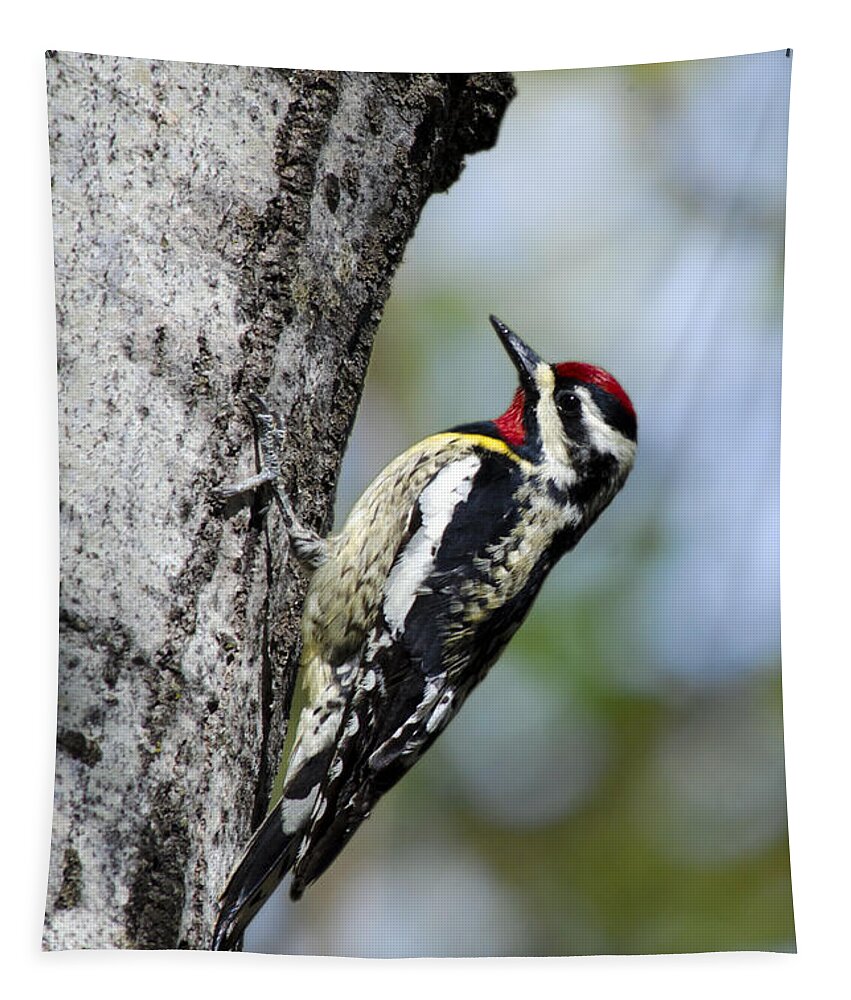 Bird Tapestry featuring the photograph Yellow Bellied Sapsucker by Christina Rollo