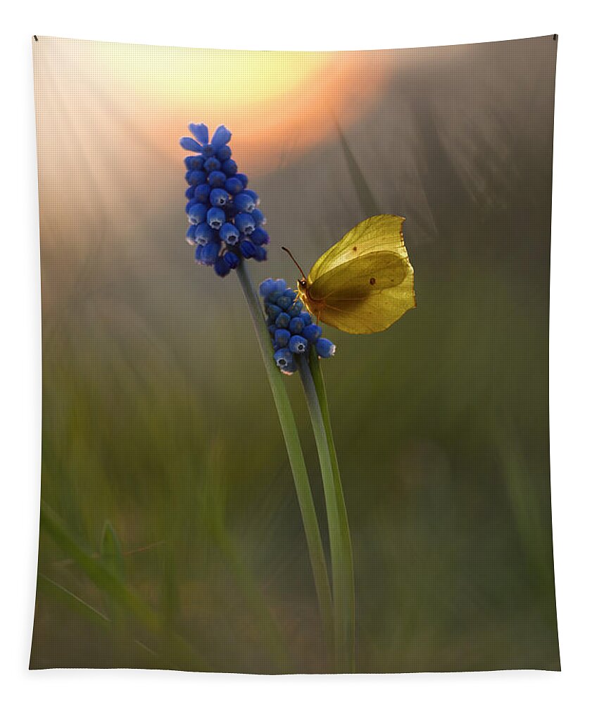 Yellow Tapestry featuring the photograph Yellow butterfly on grape hyacinths by Jaroslaw Blaminsky