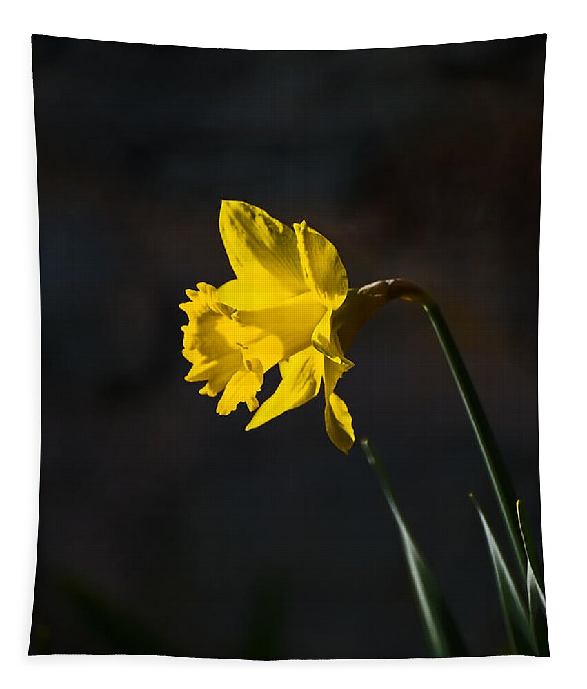 Flower Tapestry featuring the photograph Yellow Daffodil by Robert Mitchell