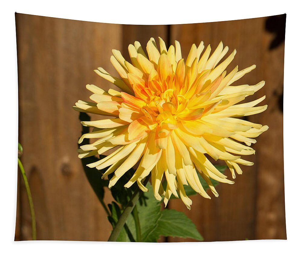 Yellow Tapestry featuring the photograph Yellow Dahlia by Weir Here And There