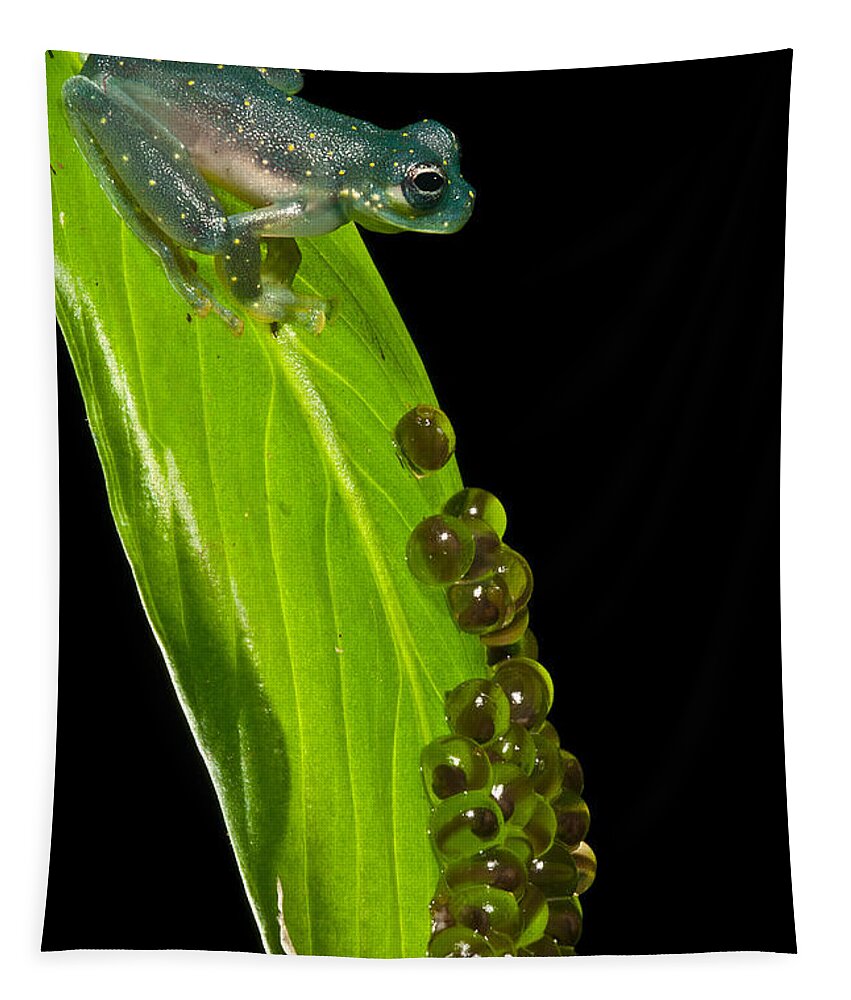 Yellow-flecked Glassfrog Tapestry featuring the photograph Yellow-flecked Glass Frog Guarding Eggs by Dant Fenolio
