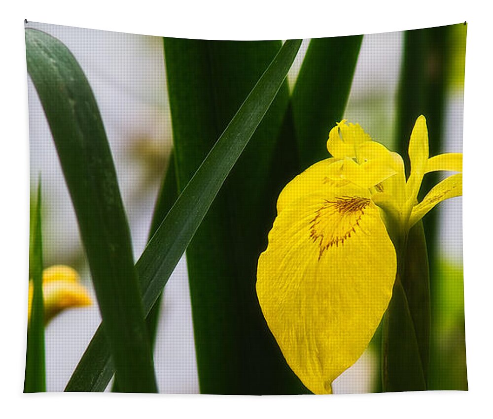 Europe Tapestry featuring the photograph Yellow iris by Roberto Pagani