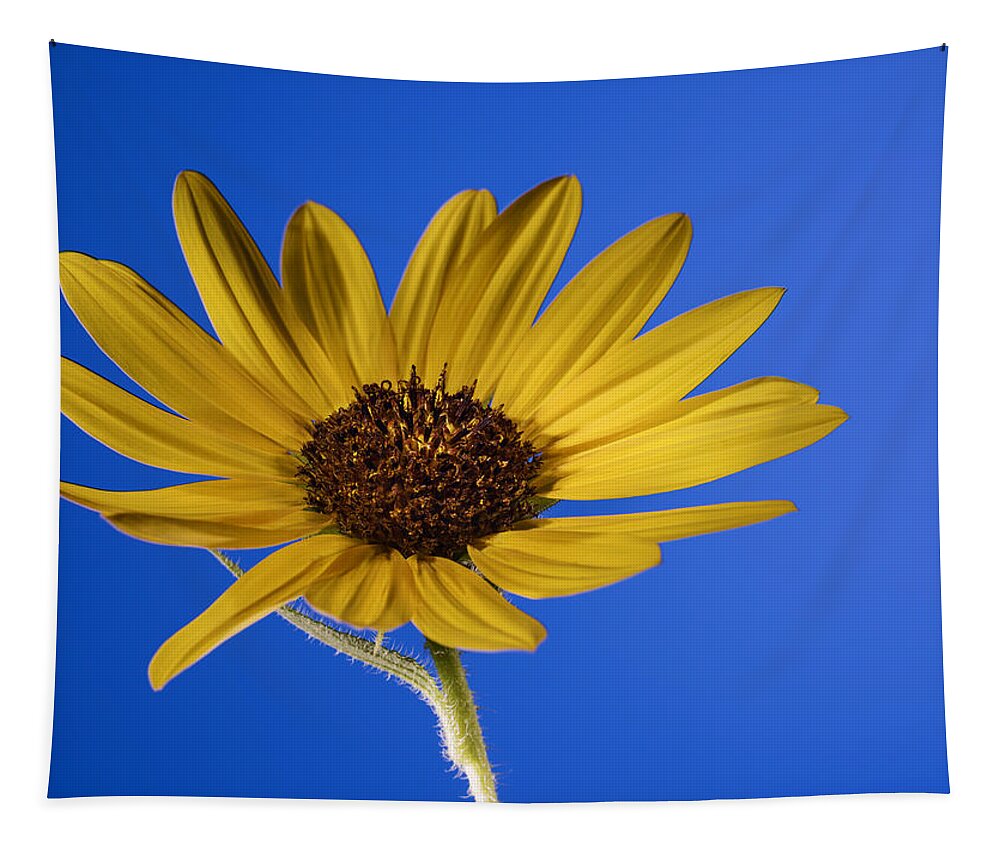 Sunflower Tapestry featuring the photograph Yellow on Blue by Vishwanath Bhat