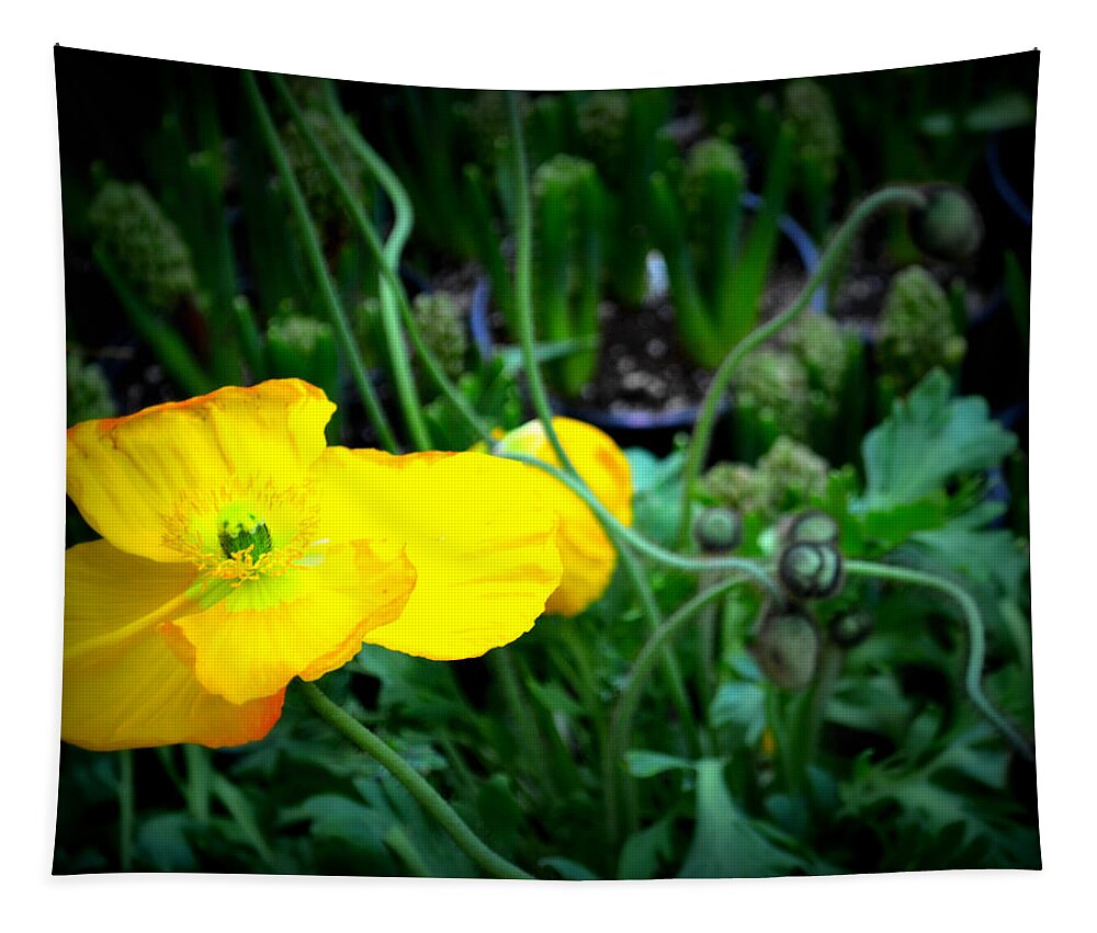 Yellow Poppy Tapestry featuring the photograph Yellow Poppy XL Format Floral Photography by Katy Hawk