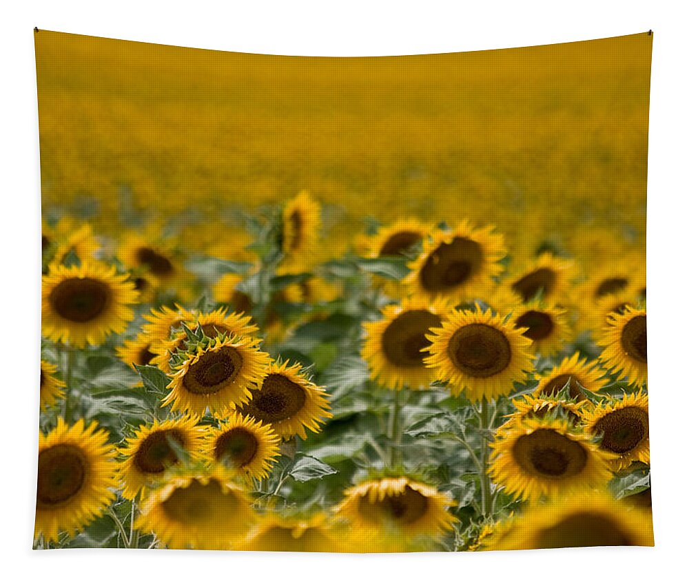 Sunflower Tapestry featuring the photograph Yellow by Ronda Kimbrow