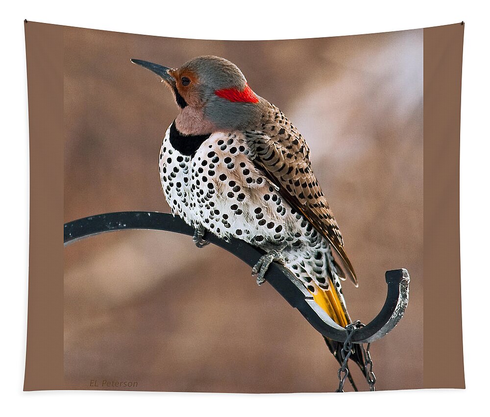 Yellow Shafted Northern Flicker Tapestry featuring the photograph Yellow-shafted Northern Flicker by Ed Peterson
