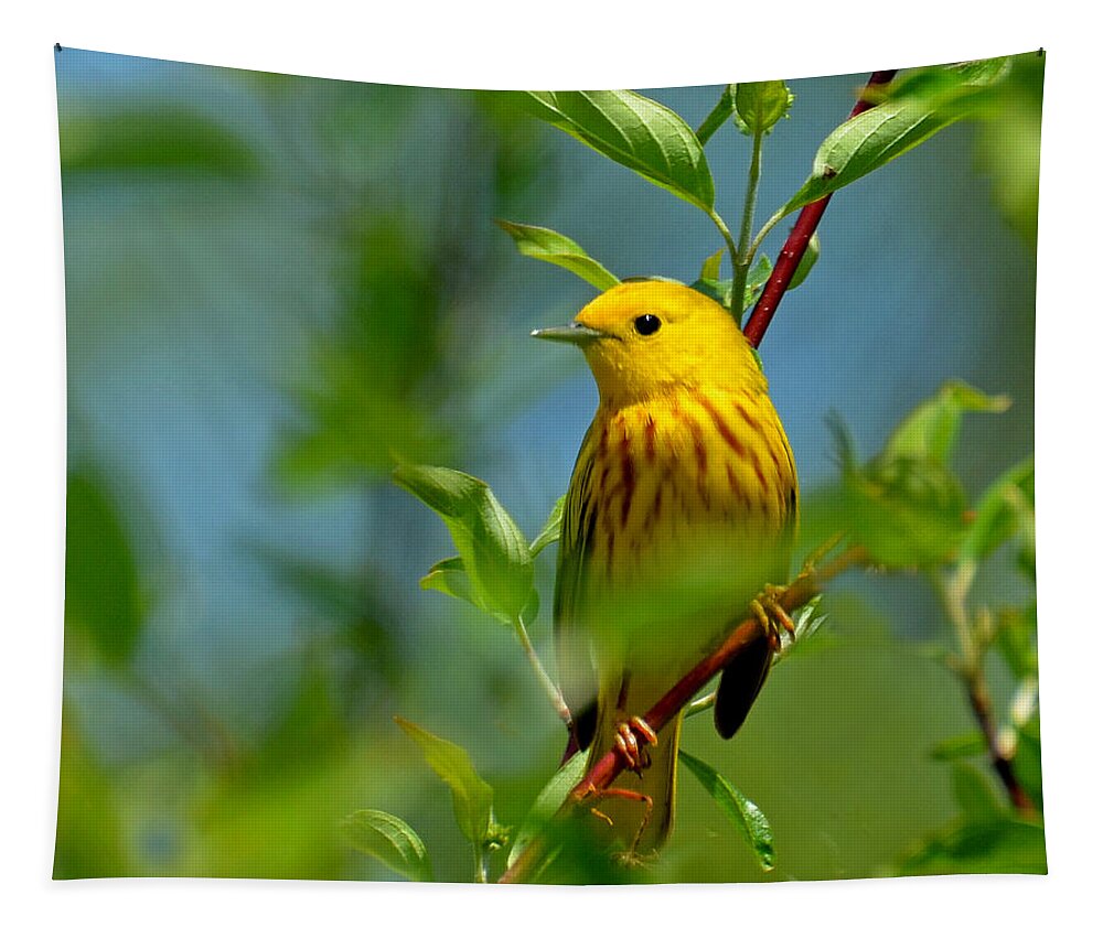 Bird Tapestry featuring the photograph Yellow Warbler by Rodney Campbell