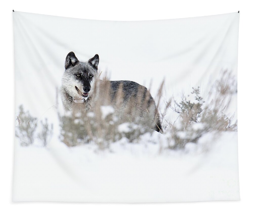 Gray Wolf Tapestry featuring the photograph Yellowstone Wolf by Deby Dixon