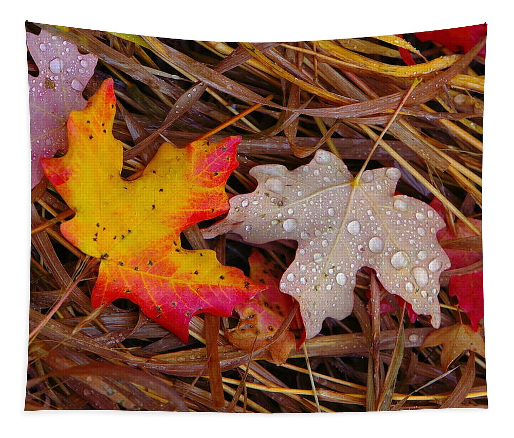 Autumn Leafs Tapestry featuring the photograph Yin Yang by David Andersen