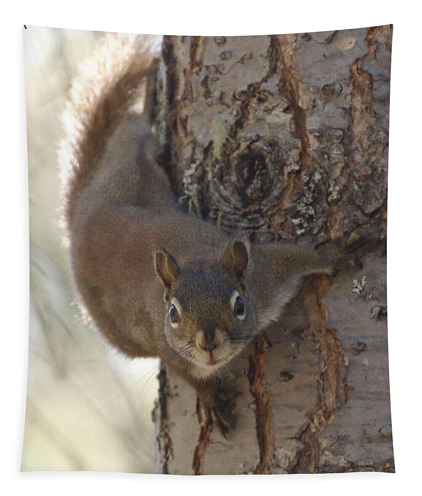 Squirrel Tapestry featuring the photograph You Lookin At Me by Vivian Martin