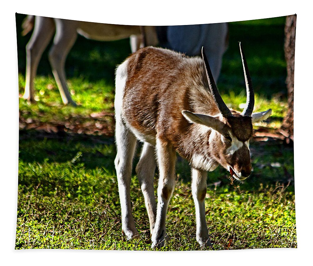 Addax Tapestry featuring the photograph Youngster Addax by Miroslava Jurcik