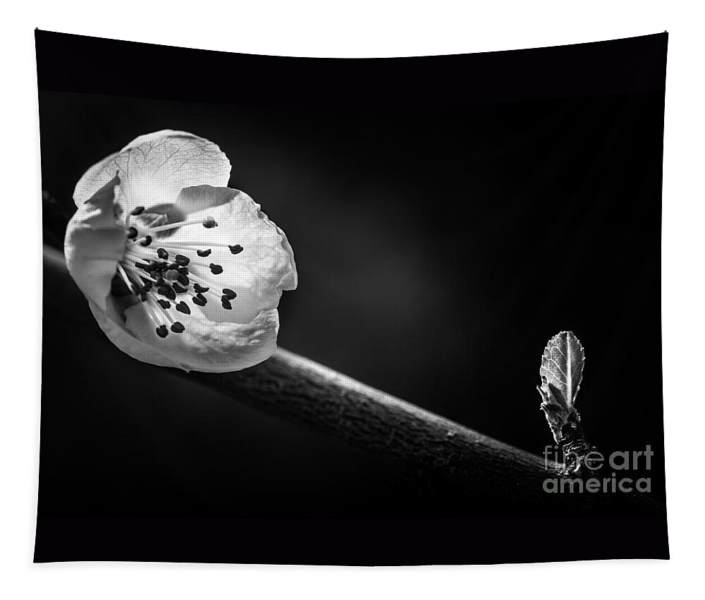 Blooms Tapestry featuring the photograph Young Apple Tree in Spring BW by Michael Arend